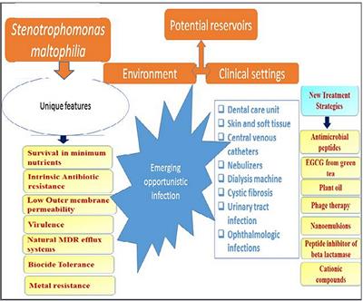 Frontiers Stenotrophomonas Maltophilia As An Emerging Ubiquitous   300157 Thumb 400 